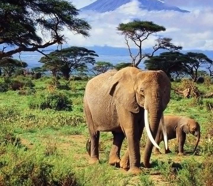 ఏనుగుల చర్మంపై ముడతల వెనుక ఇంత పెద్ద రహస్యం ఉందా? ఆఫ్రికన్ ఏనుగుల 'కూలింగ్' టెక్నిక్ ఇదే! thumbnail